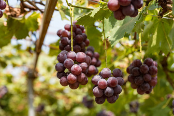 樹上の葡萄の実