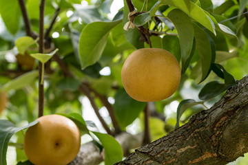 樹上の梨の実