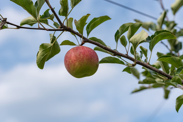 樹上の林檎の実