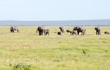 Naklejka na ściany i meble Amboseli Nationalpark Kenya