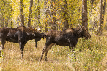 Bull and Cow Moose During the Fall Rut