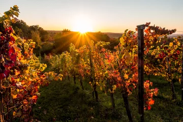 Tuinposter Sonnenstrahlen und Weinlaub © focus finder