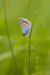 Beautiful butterfly on a meadow
