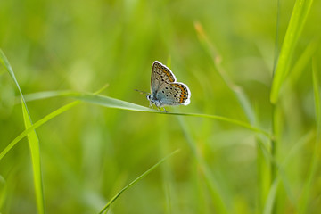 Beautiful butterfly on a meadow