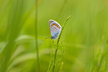 Beautiful butterfly on a meadow