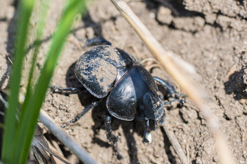 Black beetle on the ground