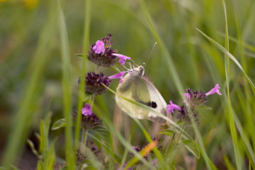Beautiful butterfly on a meadow