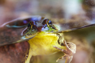 Frog