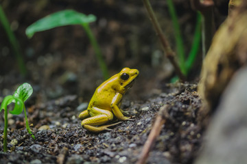 Frog
