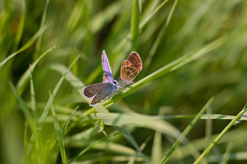 Two butterflies on a meadow