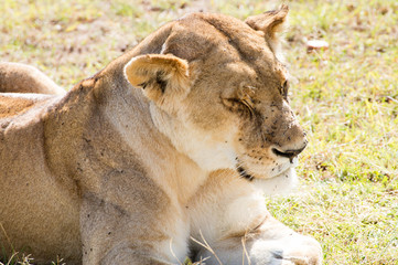Fototapeta na wymiar Löwin in Afrika