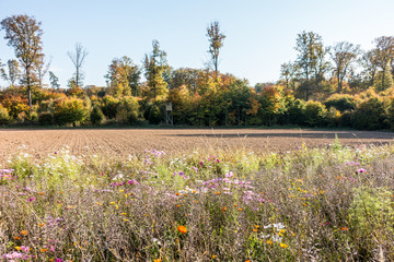 Fototapeta premium Blumenwiese im Feld