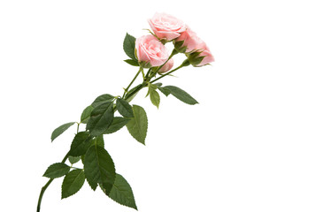 Obraz premium pink roses isolated