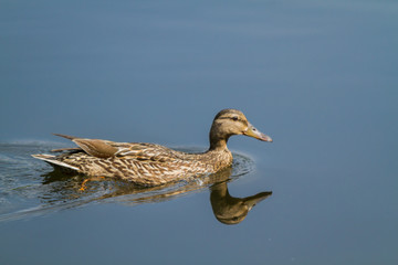Duck