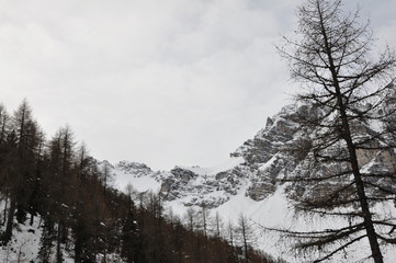 Winter forest. Tyrol, Austria