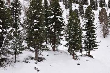 Winter forest. Tyrol, Austria
