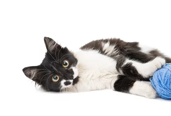 Crédence de cuisine en verre imprimé Chat black and white cat