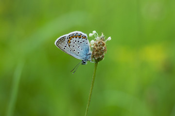 Beautiful butterfly on a meadow