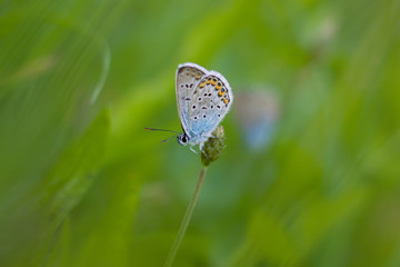 Beautiful butterfly on a meadow