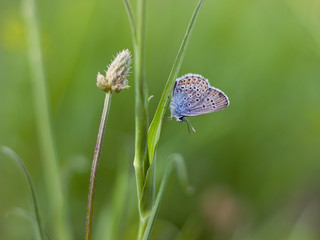 Beautiful butterfly on a meadow
