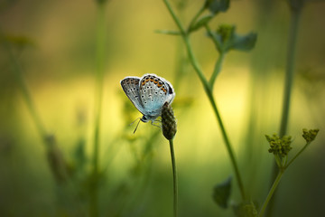 Beautiful butterfly on a meadow