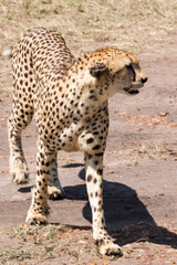 Gepard in Afrika