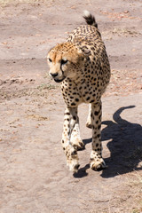 Gepard in Afrika