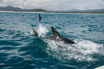 Fototapeta premium A great white shark splashing around on the waters surface, Gansbaai, South Africa