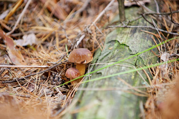 mushrooms in the forest