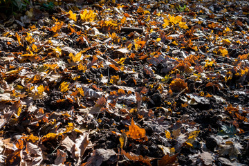 Herbstlaub