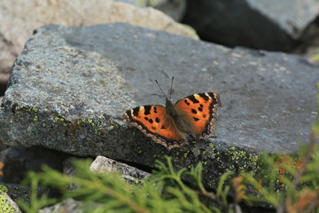 Butterfly on the stones. Summer sunny day.