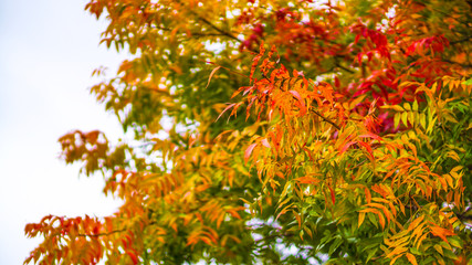 Yellow and Orange Autumn Leaves