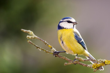 Blue tit in the Autumn Forest.