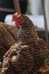 Brown rooster farm animal close up