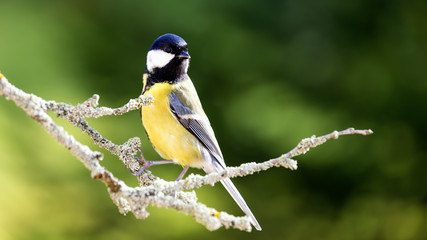 Great tit in the Autumn Forest.