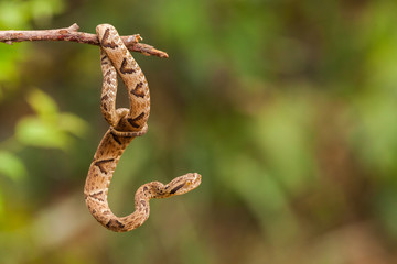 Bothrops jararaca on a twig