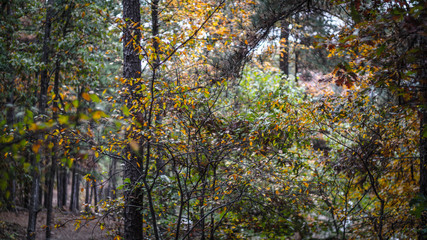Fototapeta premium Autumn Trees on Hiking Trail