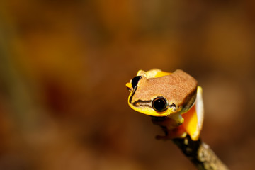 beautiful yellow tree frog, madagascar