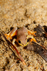 beautiful yellow tree frog, madagascar