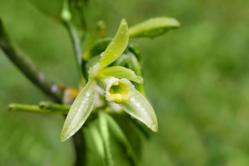 Vanilla plant flower, madagascar