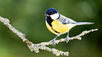 Fototapeta premium Great tit in the Autumn Forest.