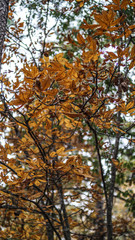 Yellow Autumn Leaves on Hiking Trail