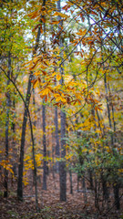 Fototapeta na wymiar Yellow Autumn Leaves on Hiking Trail