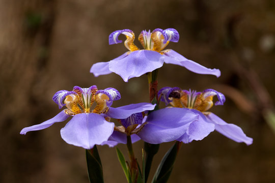 Iris flowers - blue