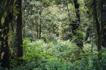 Landscape image of trees and grasses in tropical forest