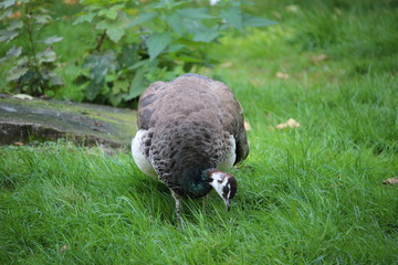 Pfau