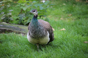 Pfau