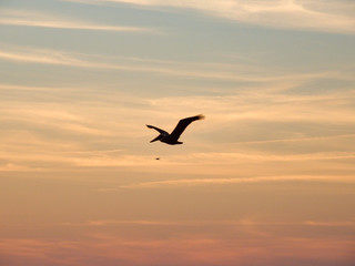 Obraz na płótnie Canvas Silhouette of pelican in flight with sunset background
