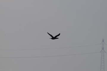 Bird flying silhouette cloudy sky in the netherlands