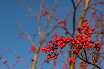 Rowan berries on a tree